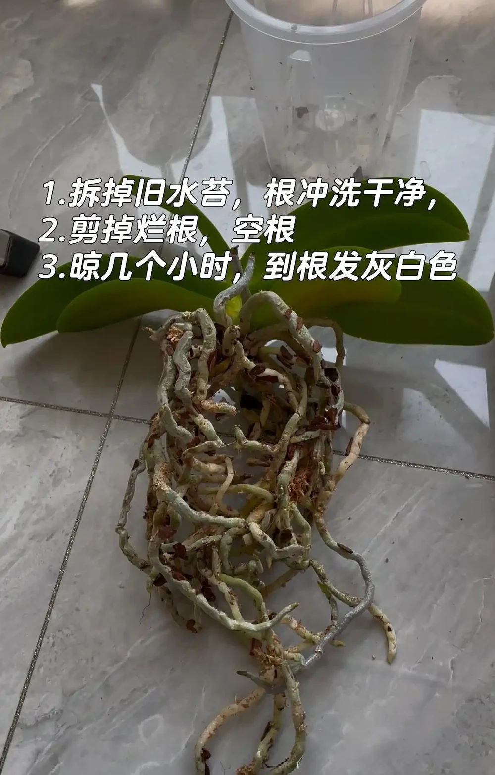夏天養蝴蝶蘭，看到4種「葉片訊號」趕緊救治，晚了就只剩空盆