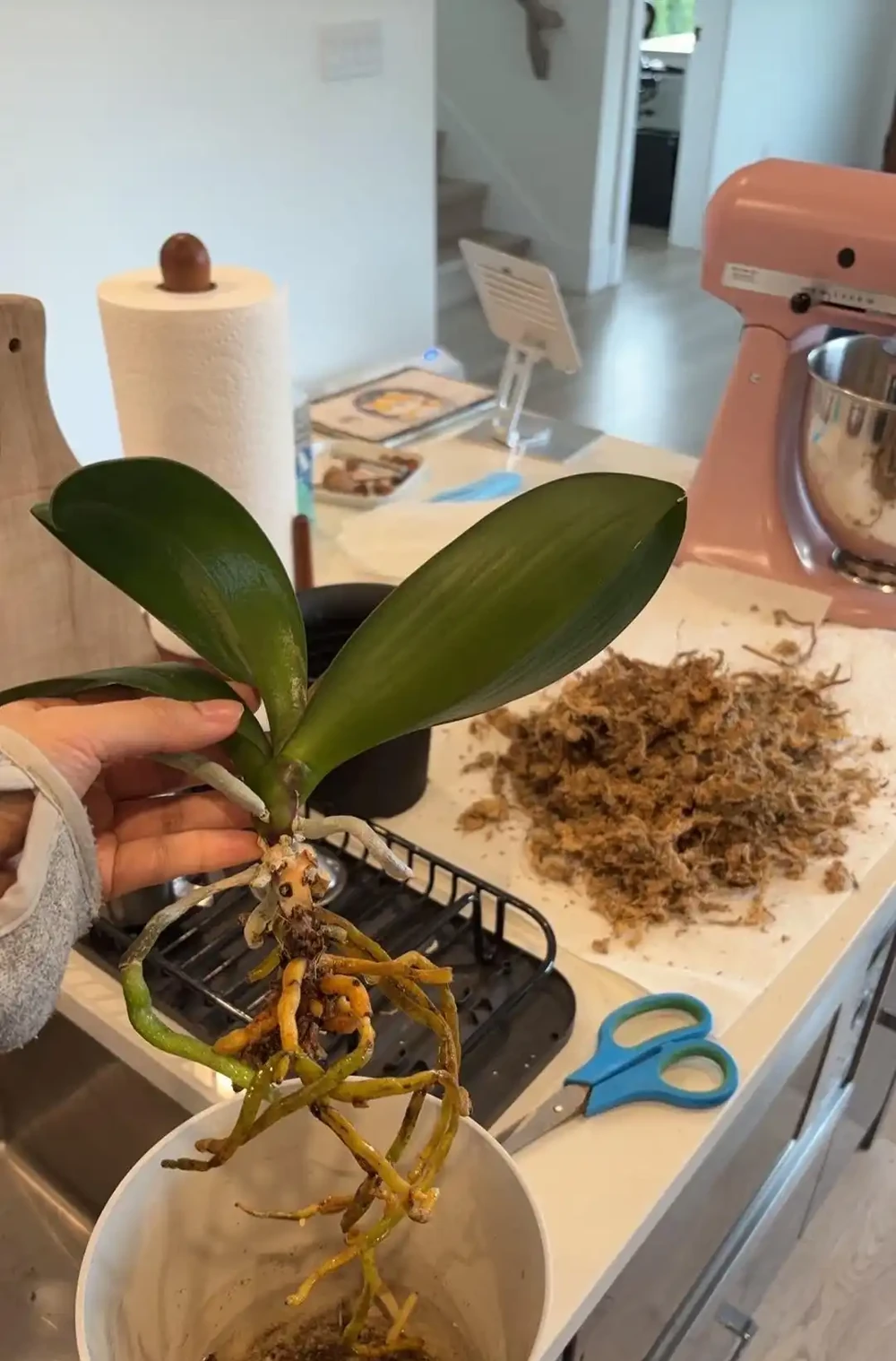 夏天養蝴蝶蘭，看到4種「葉片訊號」趕緊救治，晚了就只剩空盆