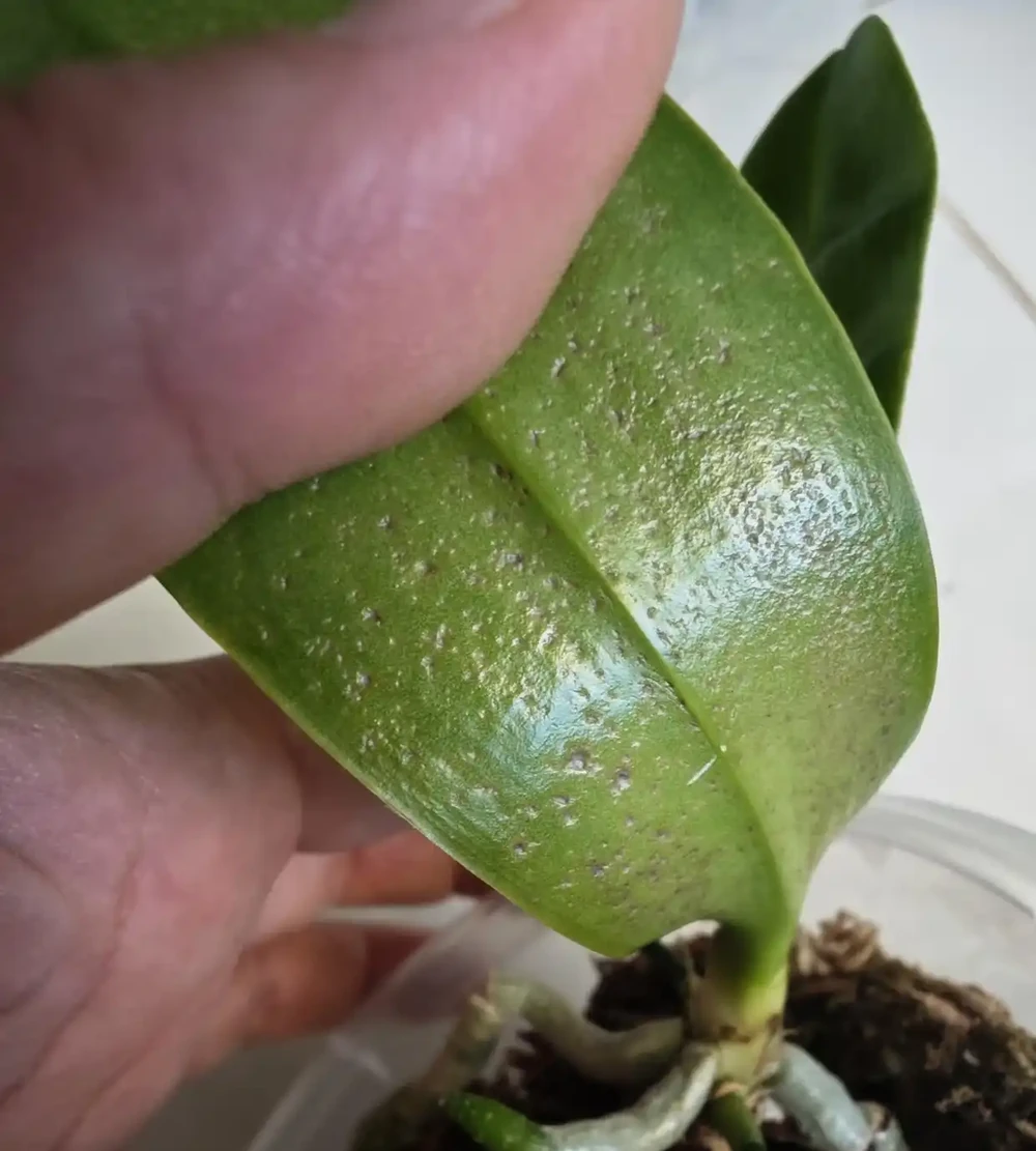 夏天養蝴蝶蘭，看到4種「葉片訊號」趕緊救治，晚了就只剩空盆