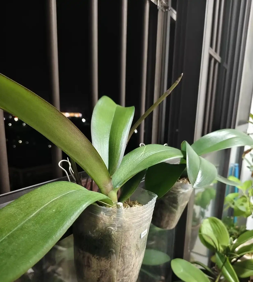 夏天養蝴蝶蘭，看到4種「葉片訊號」趕緊救治，晚了就只剩空盆