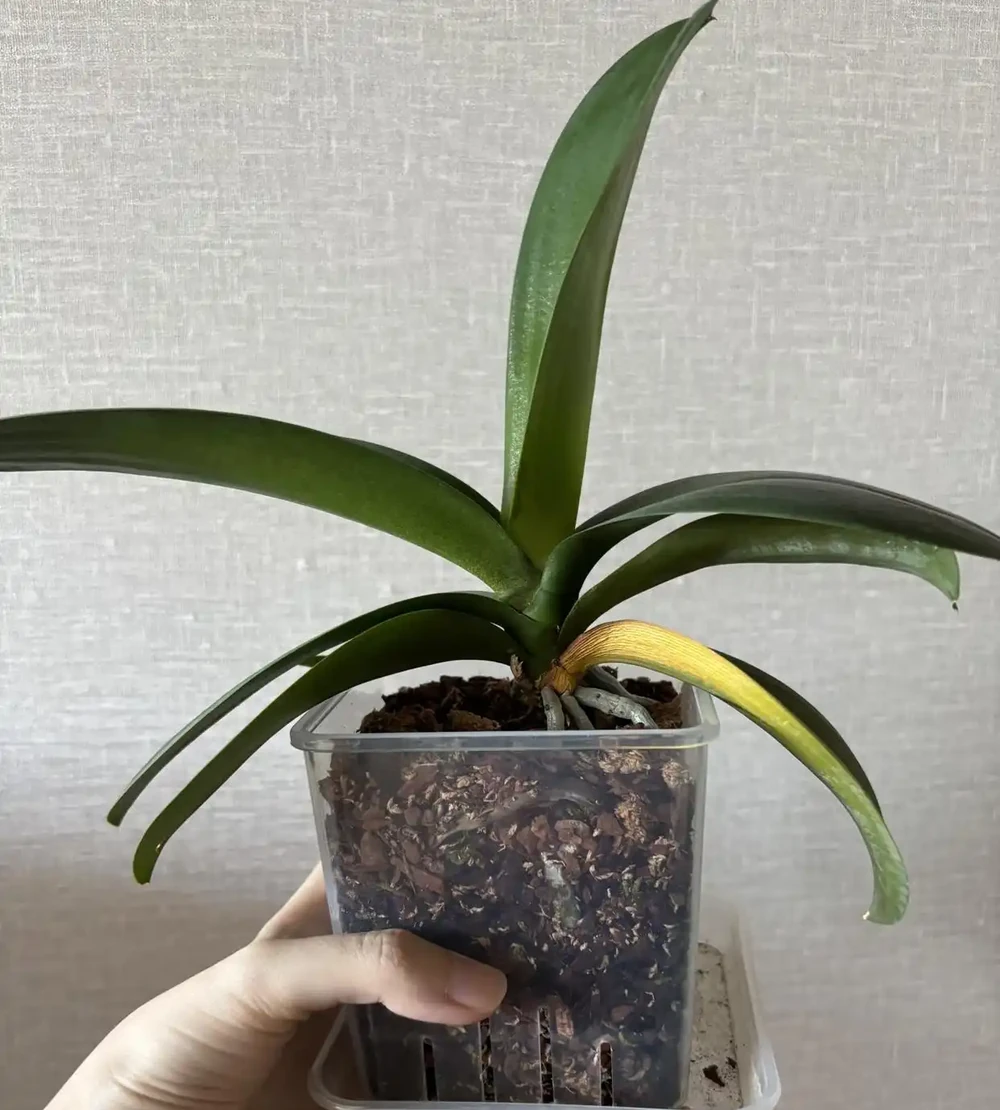 夏天養蝴蝶蘭，看到4種「葉片訊號」趕緊救治，晚了就只剩空盆