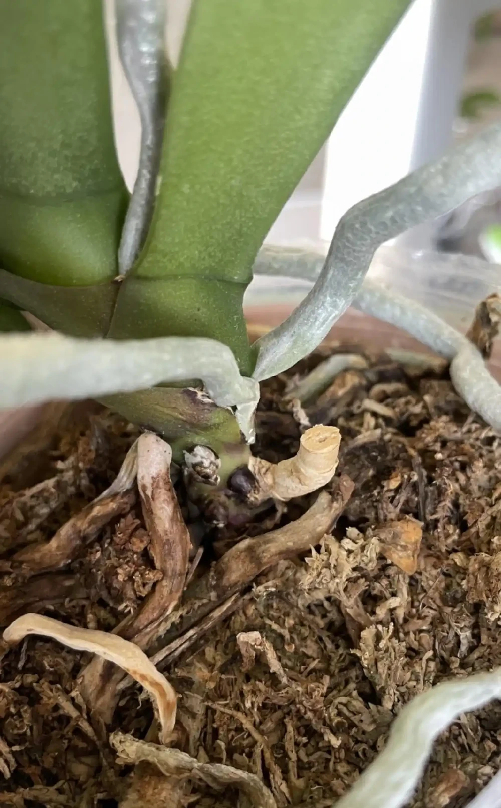 夏天養蝴蝶蘭，看到4種「葉片訊號」趕緊救治，晚了就只剩空盆