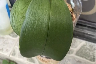 夏天養蝴蝶蘭，看到4種「葉片訊號」趕緊救治，晚了就只剩空盆