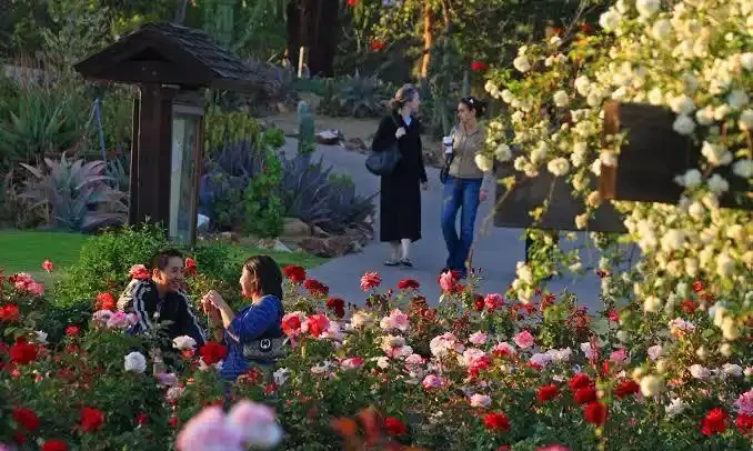 玫瑰開完花需要修剪嗎?怎麼剪?照這個方法,花多,苗壯、分支好