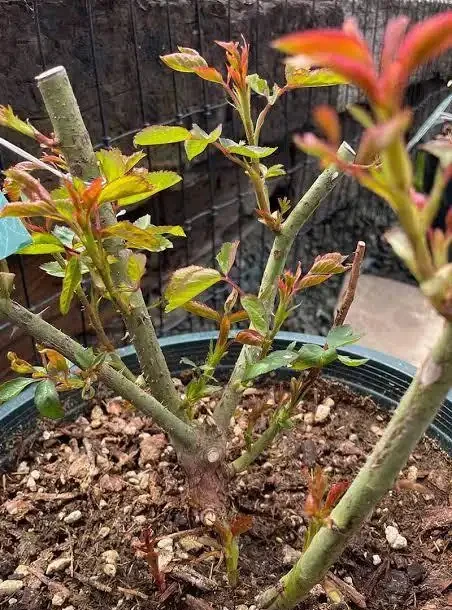 玫瑰開完花需要修剪嗎?怎麼剪?照這個方法,花多,苗壯、分支好