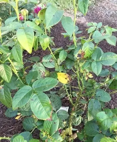 玫瑰開完花需要修剪嗎?怎麼剪?照這個方法,花多,苗壯、分支好