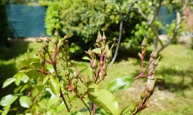 玫瑰開完花需要修剪嗎?怎麼剪?照這個方法,花多,苗壯、分支好