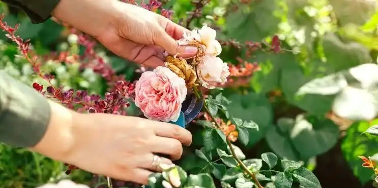 玫瑰開完花需要修剪嗎?怎麼剪?照這個方法,花多,苗壯、分支好