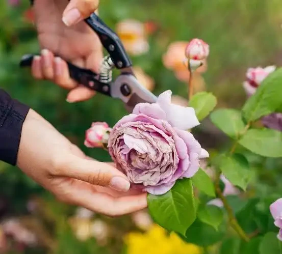 玫瑰開完花需要修剪嗎?怎麼剪?照這個方法,花多,苗壯、分支好