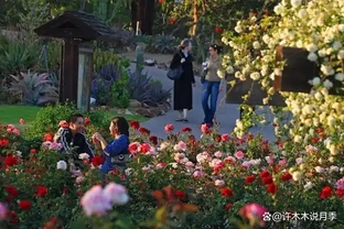 玫瑰開完花需要修剪嗎？怎麼剪？照這個方法，花多，苗壯、分支好