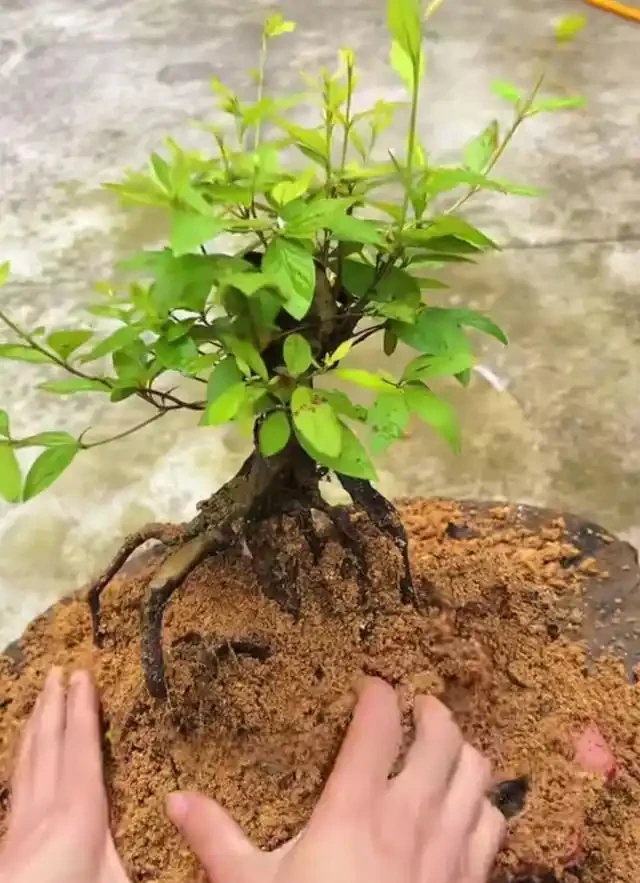 沒懸根露爪,盆景再好看也沒靈魂,3招輕鬆養出高階根盤