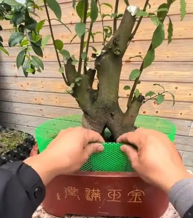 沒懸根露爪,盆景再好看也沒靈魂,3招輕鬆養出高階根盤