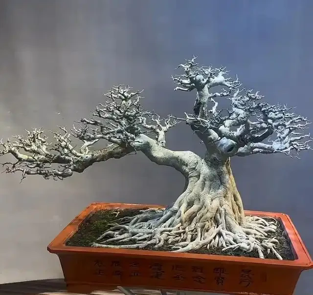 沒懸根露爪,盆景再好看也沒靈魂,3招輕鬆養出高階根盤