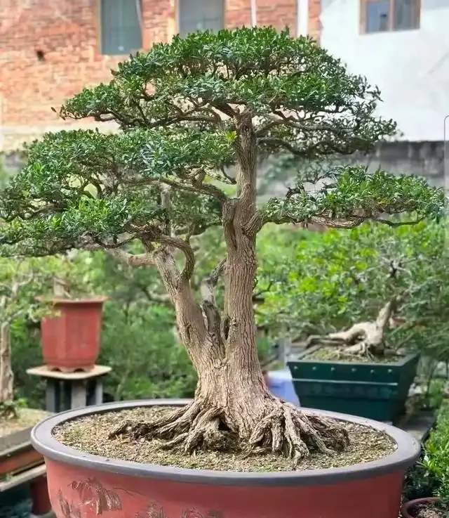 沒懸根露爪,盆景再好看也沒靈魂,3招輕鬆養出高階根盤