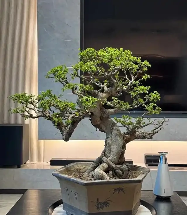 沒懸根露爪,盆景再好看也沒靈魂,3招輕鬆養出高階根盤