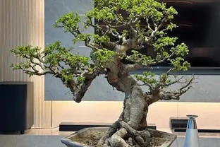 沒懸根露爪，盆景再好看也沒靈魂，3招輕鬆養出高階根盤