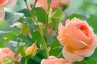 養玫瑰總遇到葉子捲曲？3個常見原因+實用解決辦法，學會再也不反覆黃葉捲葉