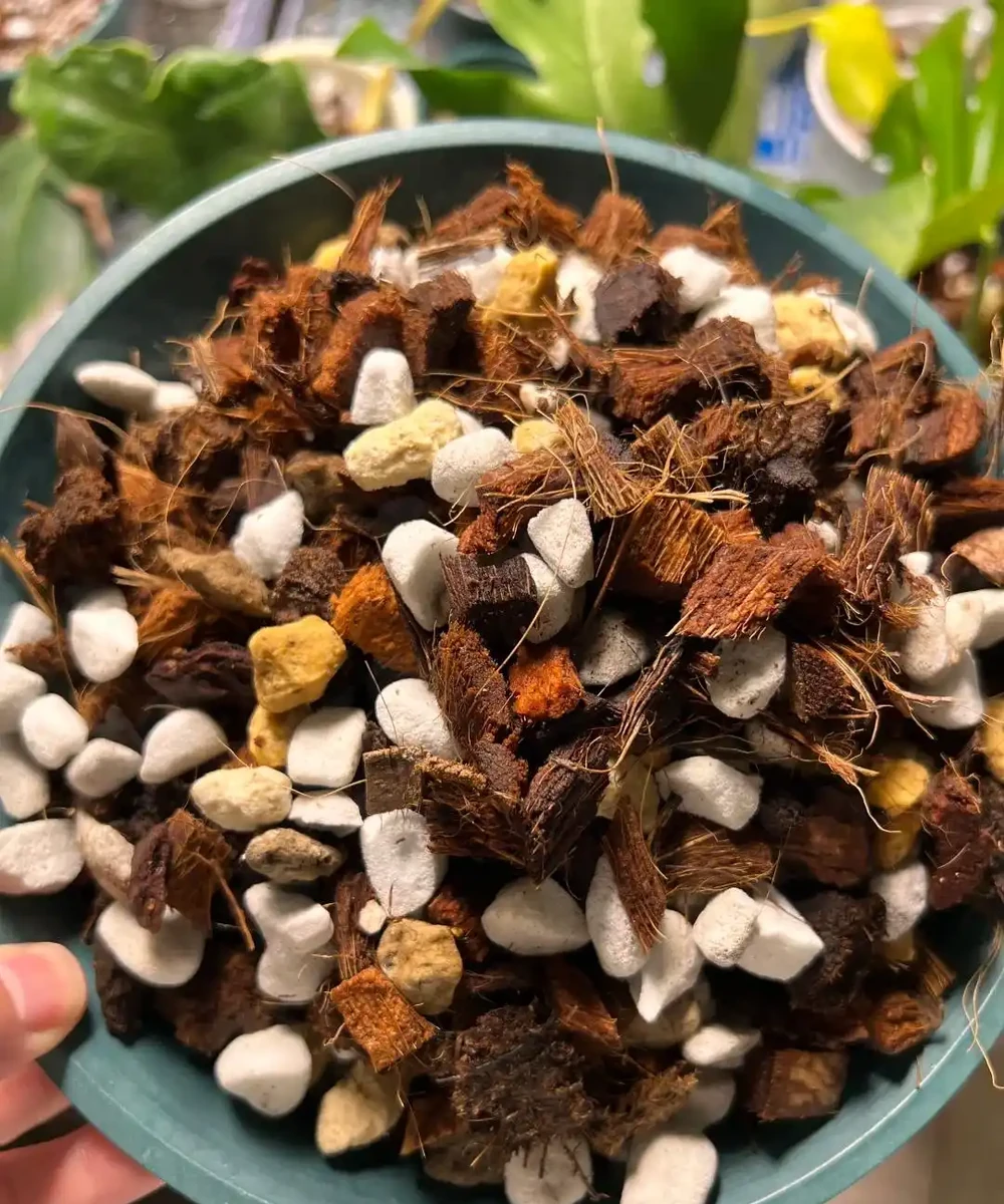 龜背芋太能長了!做好這3件事,新葉蹭蹭冒,擋都擋不住