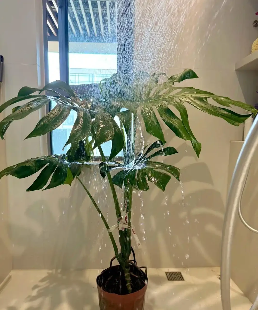 龜背芋太能長了!做好這3件事,新葉蹭蹭冒,擋都擋不住