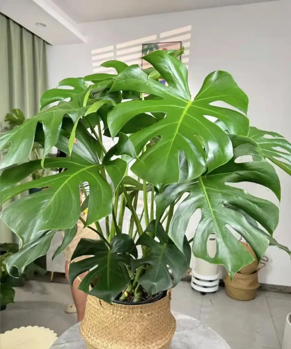 龜背芋太能長了!做好這3件事,新葉蹭蹭冒,擋都擋不住