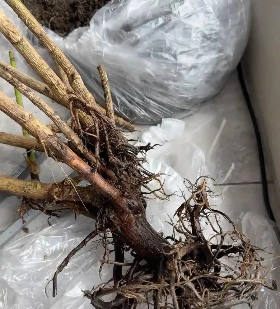 有一種痛苦叫買了「招財樹」,以為發財鎮宅,結果養後直接就後悔