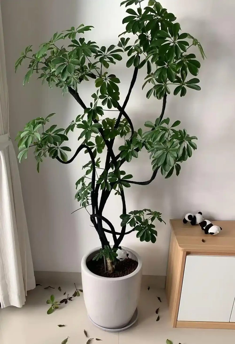 有一種痛苦叫買了「招財樹」,以為發財鎮宅,結果養後直接就後悔