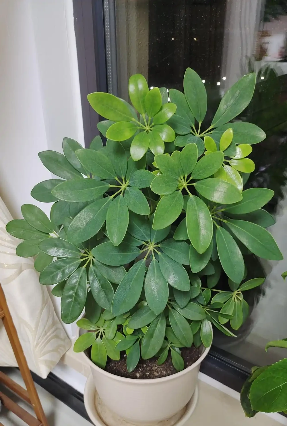 有一種痛苦叫買了「招財樹」,以為發財鎮宅,結果養後直接就後悔