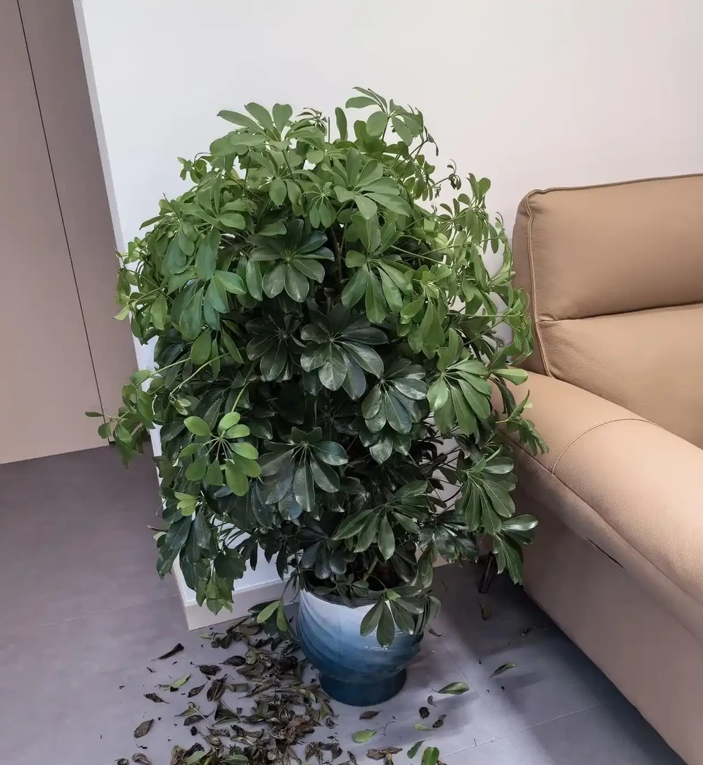 有一種痛苦叫買了「招財樹」,以為發財鎮宅,結果養後直接就後悔