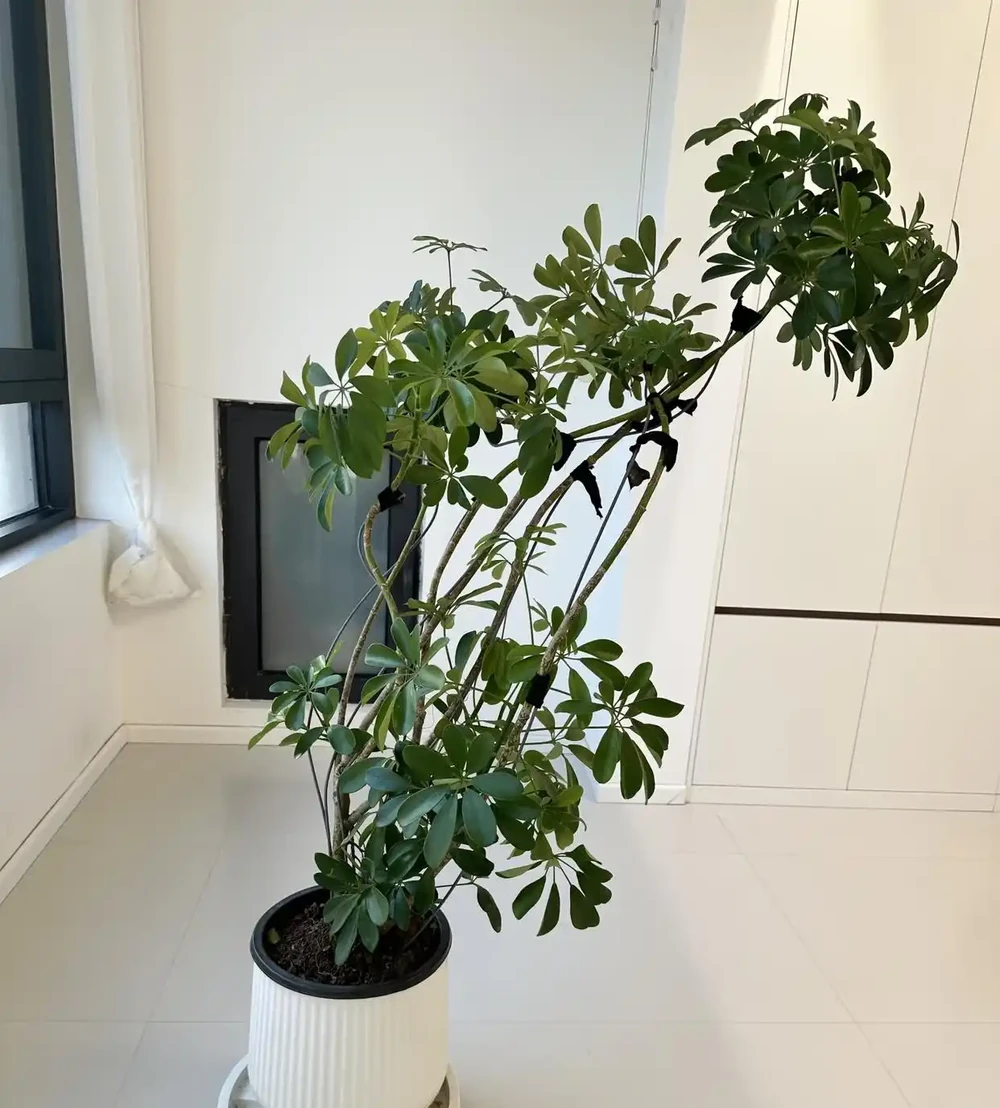 有一種痛苦叫買了「招財樹」,以為發財鎮宅,結果養後直接就後悔