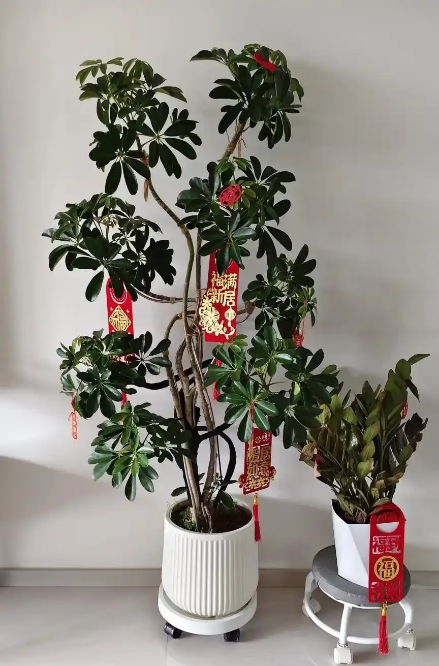 有一種痛苦叫買了「招財樹」,以為發財鎮宅,結果養後直接就後悔