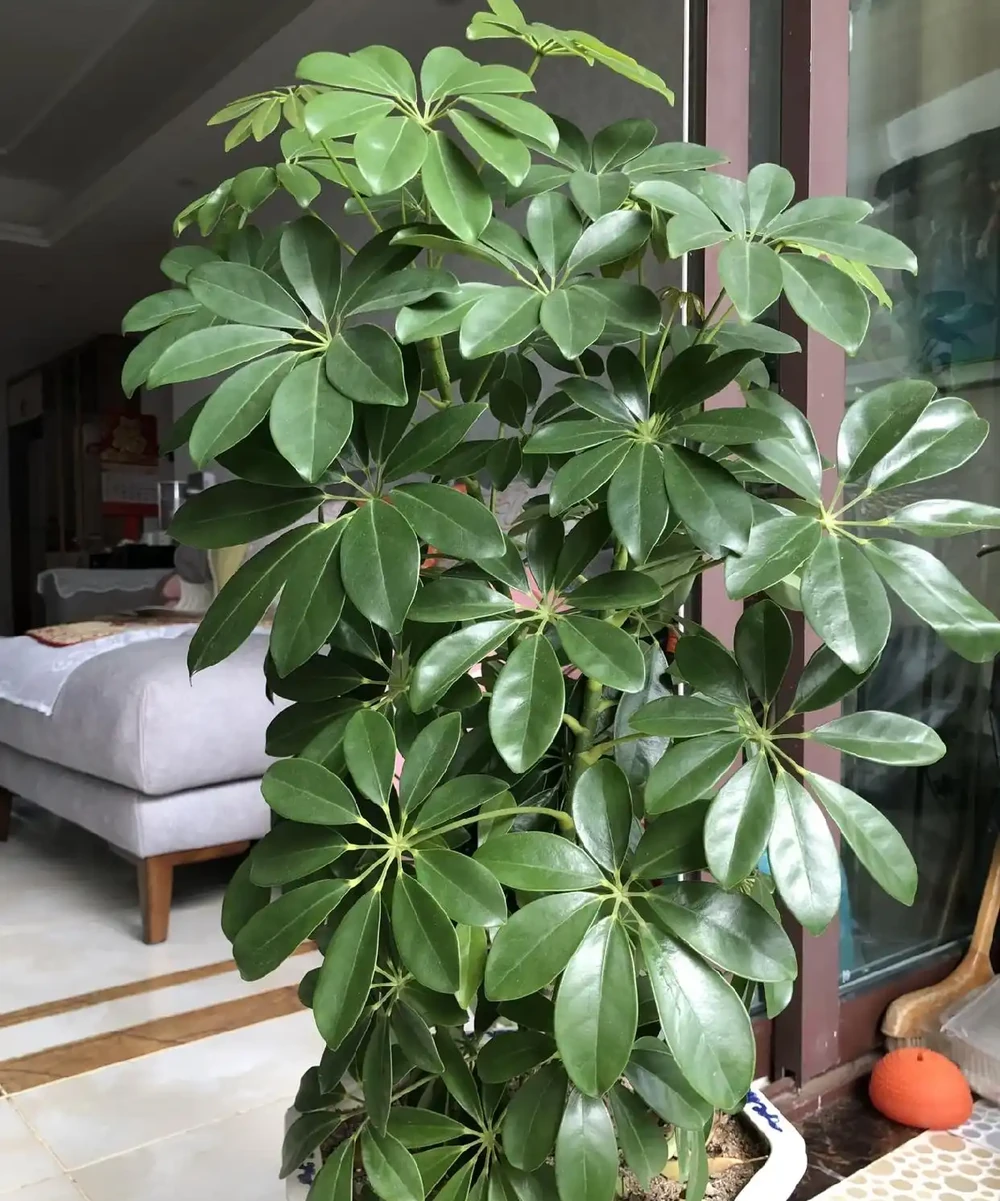 有一種痛苦叫買了「招財樹」,以為發財鎮宅,結果養後直接就後悔