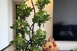 有一種痛苦叫買了「招財樹」，以為發財鎮宅，結果養後直接就後悔