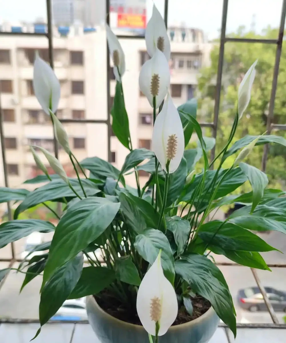 室內空氣差?趕緊養這幾盆花!不花錢就能換氣,家裡瞬間清爽了