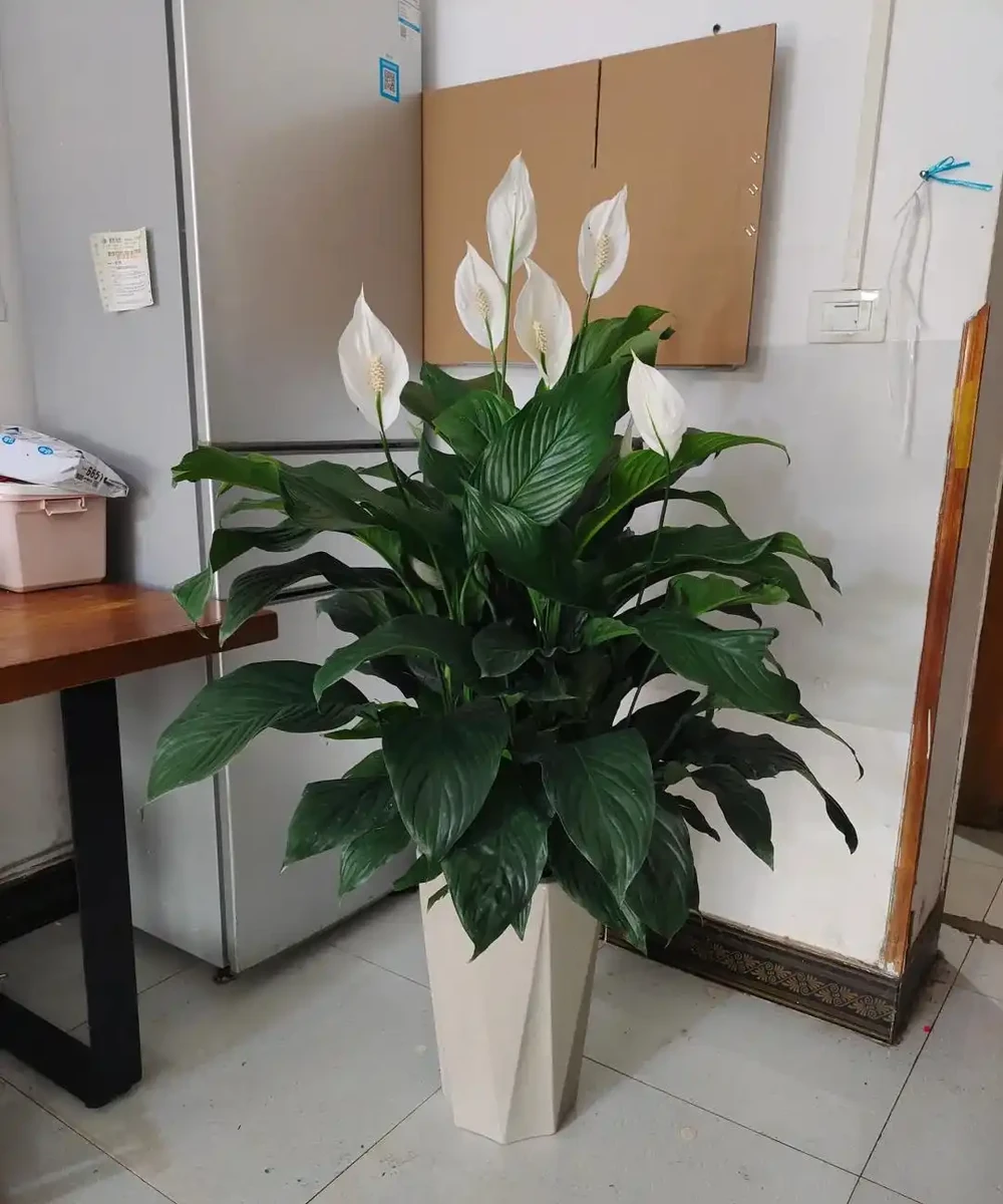 室內空氣差?趕緊養這幾盆花!不花錢就能換氣,家裡瞬間清爽了