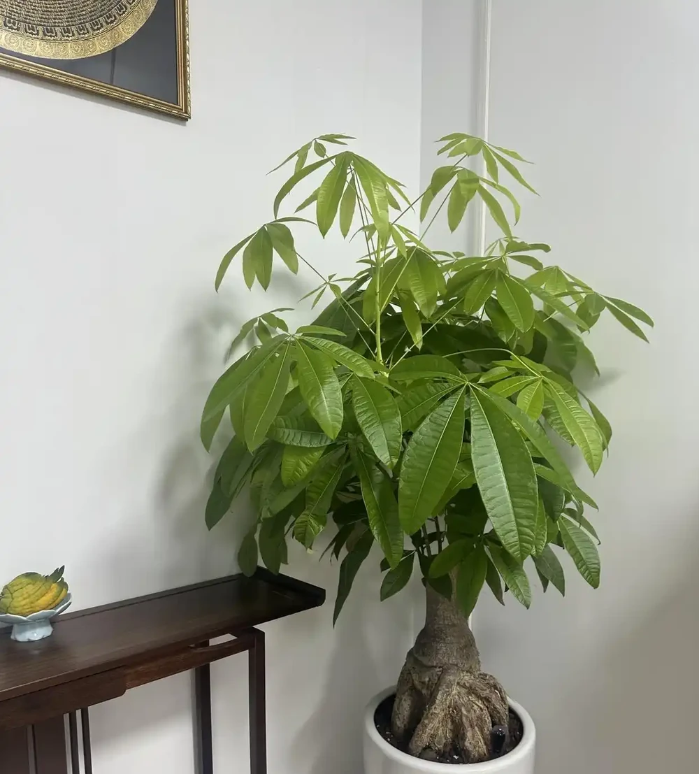 廣東一戶人家,因客廳「發財樹開花結果」走紅:發財了,真是奇蹟
