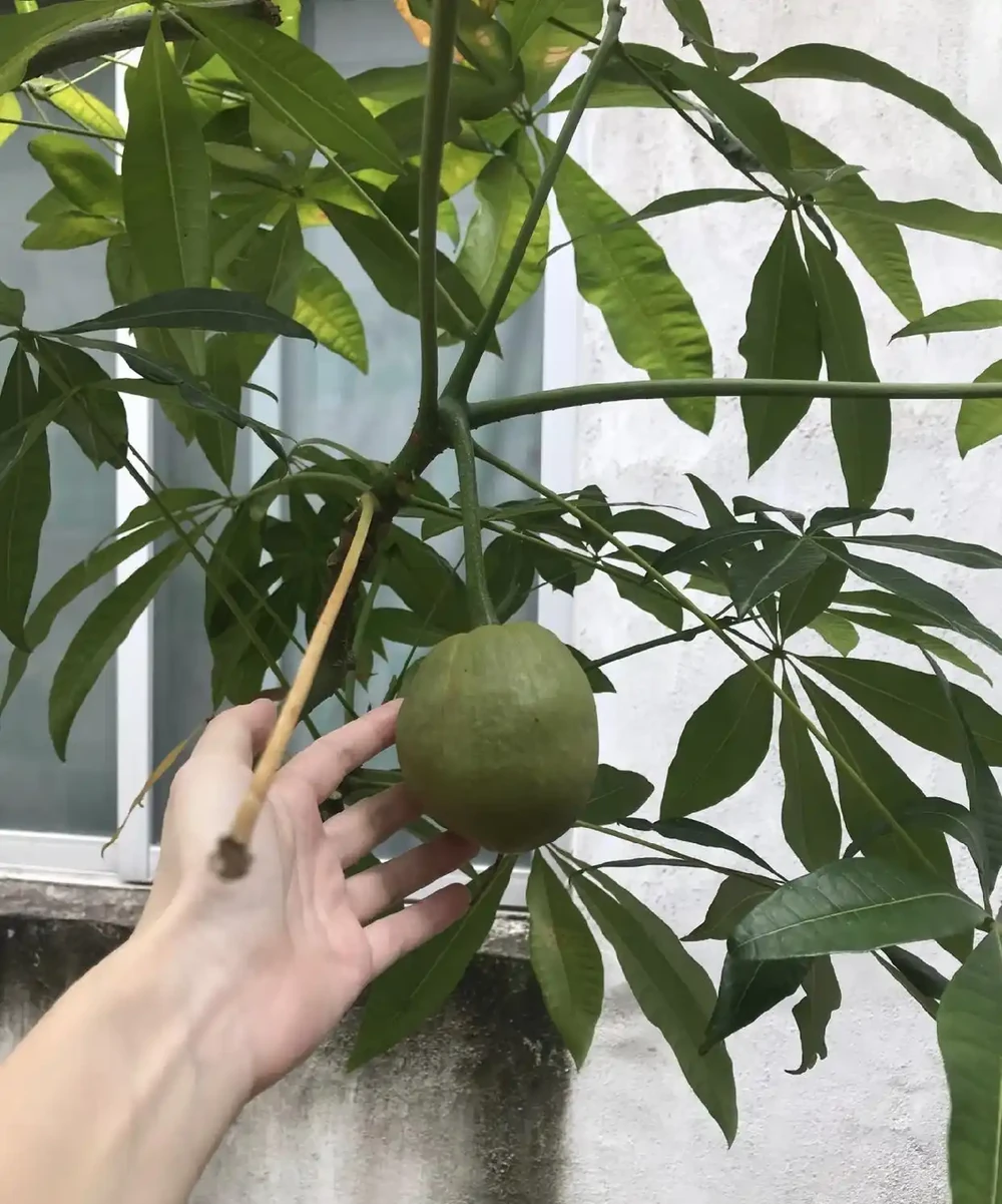 廣東一戶人家,因客廳「發財樹開花結果」走紅:發財了,真是奇蹟