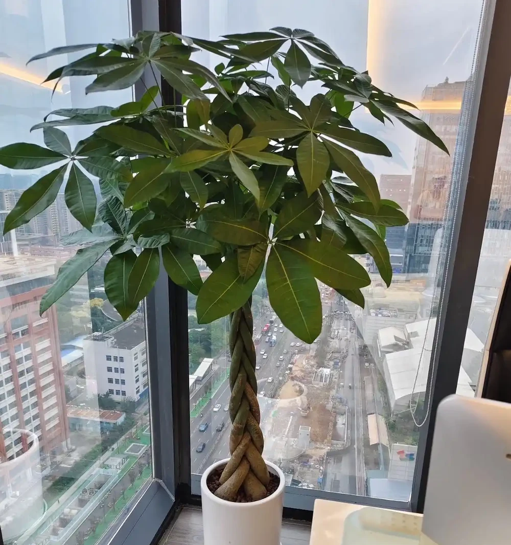 廣東一戶人家,因客廳「發財樹開花結果」走紅:發財了,真是奇蹟
