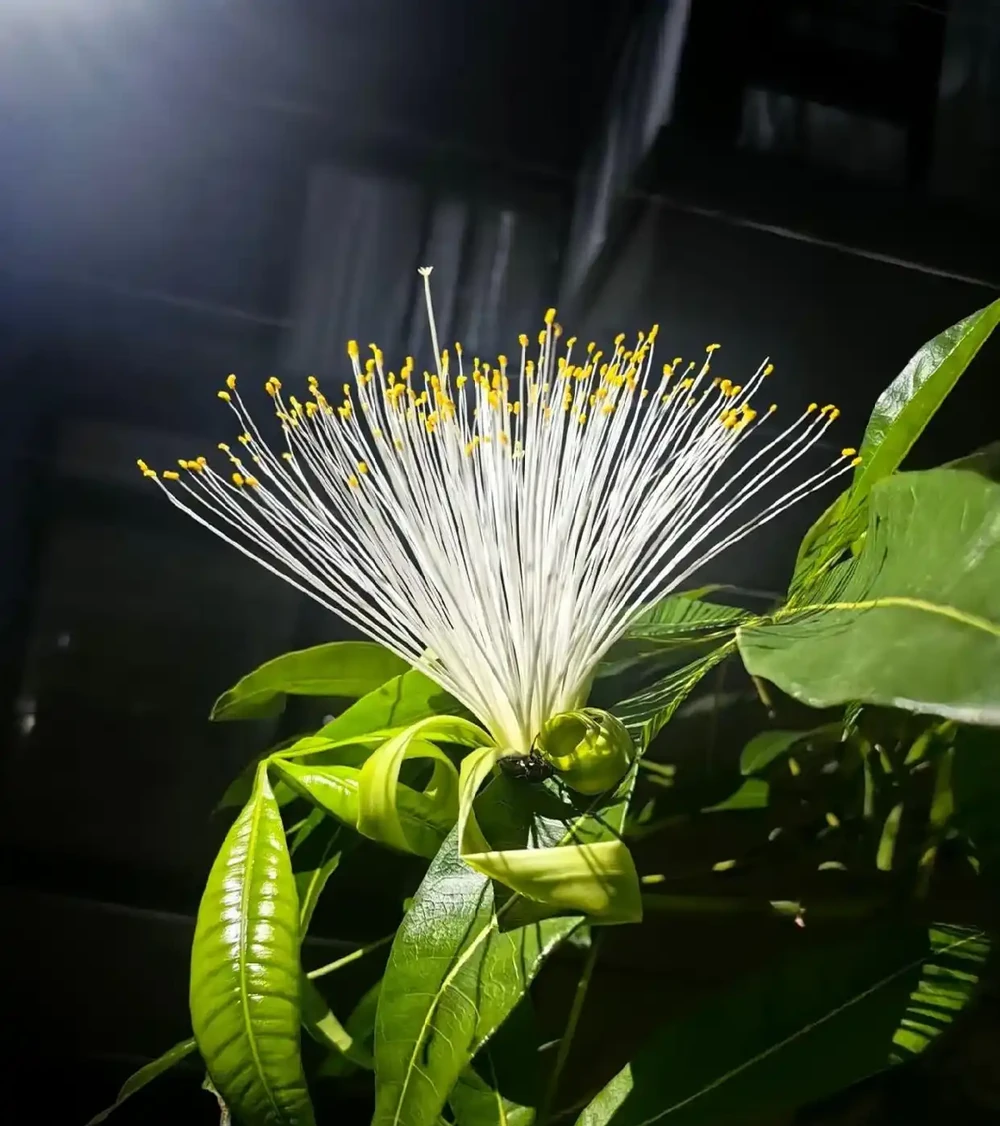 廣東一戶人家,因客廳「發財樹開花結果」走紅:發財了,真是奇蹟