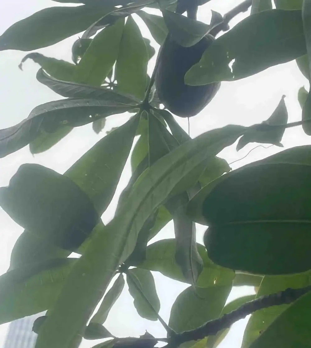 廣東一戶人家,因客廳「發財樹開花結果」走紅:發財了,真是奇蹟