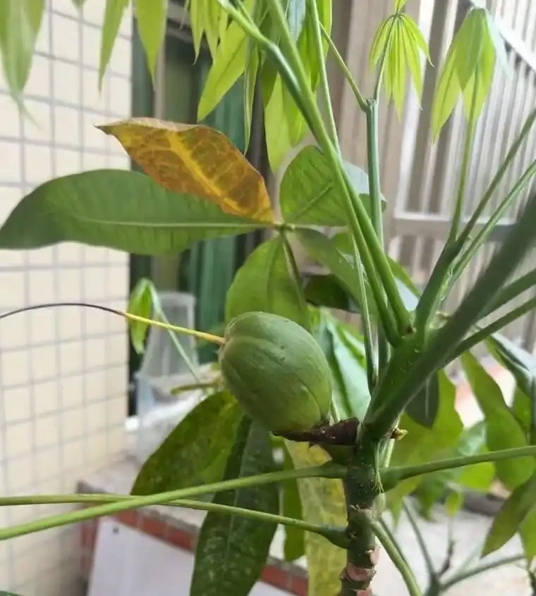 廣東一戶人家,因客廳「發財樹開花結果」走紅:發財了,真是奇蹟