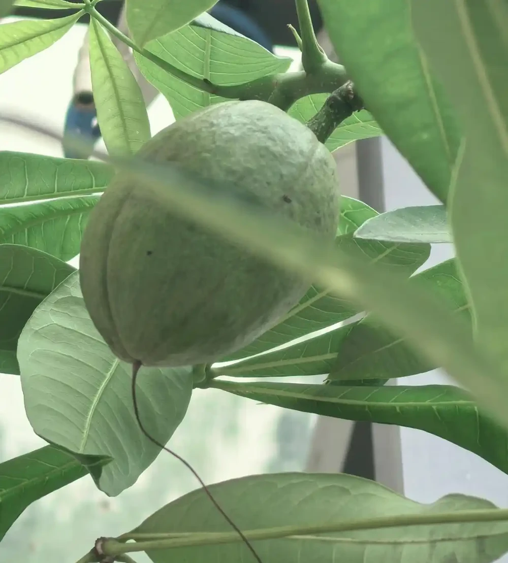 廣東一戶人家,因客廳「發財樹開花結果」走紅:發財了,真是奇蹟
