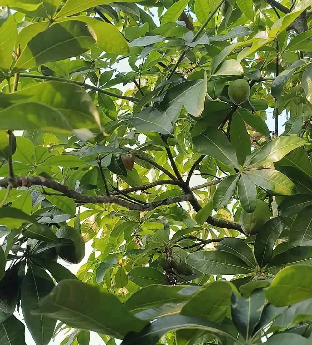 廣東一戶人家,因客廳「發財樹開花結果」走紅:發財了,真是奇蹟