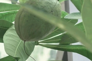 廣東一戶人家，因客廳「發財樹開花結果」走紅：發財了，真是奇蹟