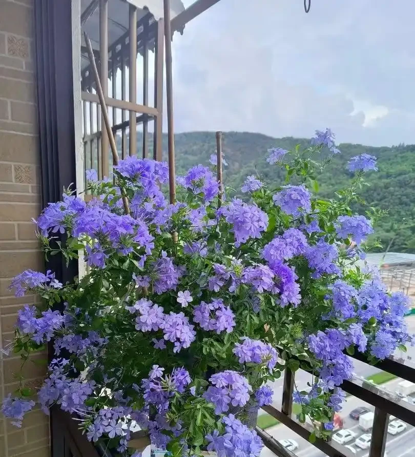 藍雪花