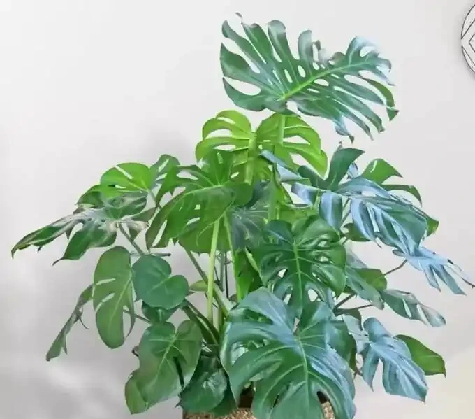 養龜背芋別傻澆水,這2種液體輪流灌,葉片瘋長比臉大,輕鬆變老樁