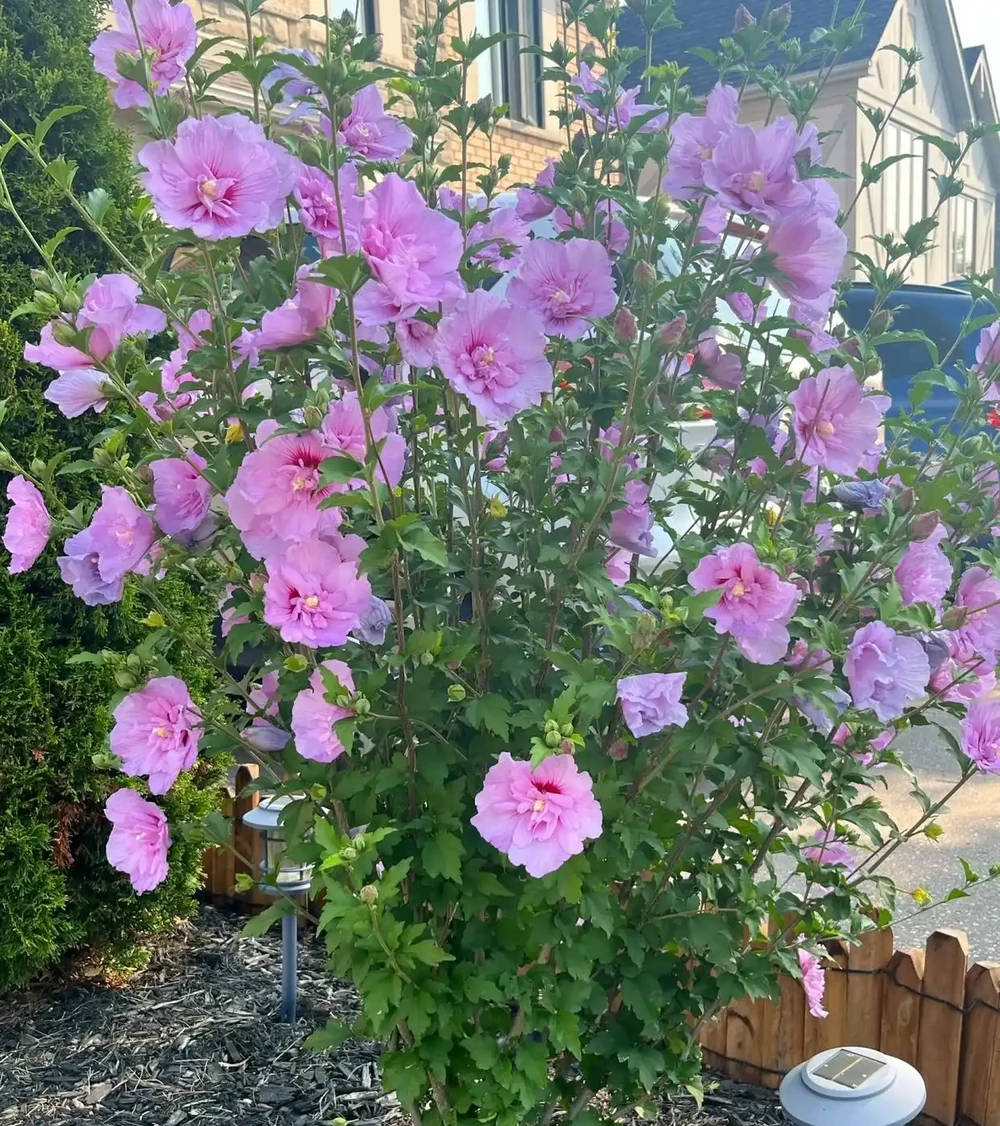 木槿花花