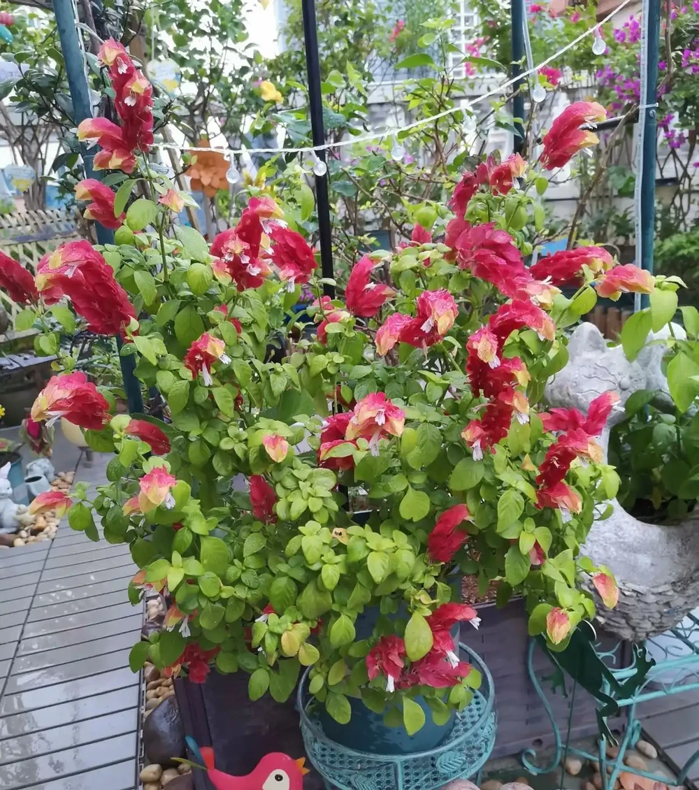 蝦衣花