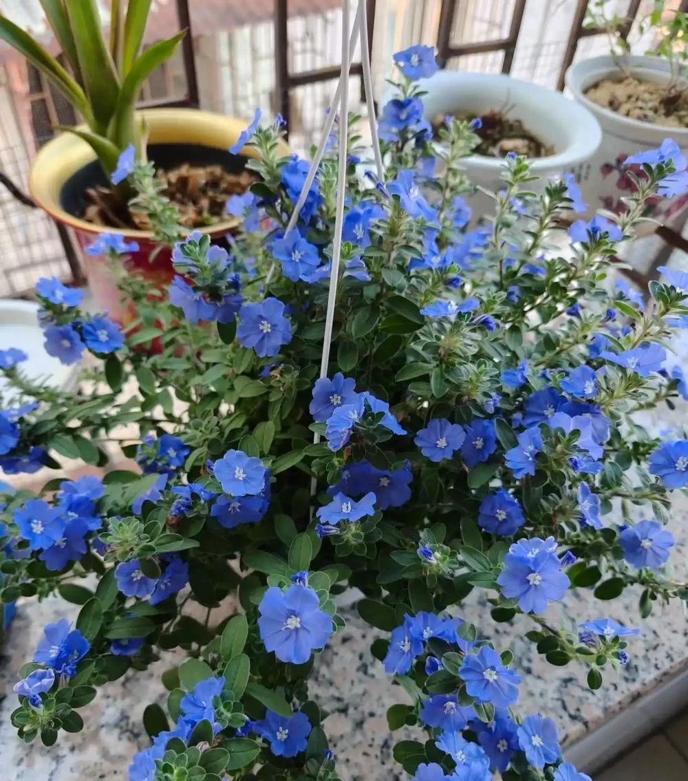 天藍色的花
