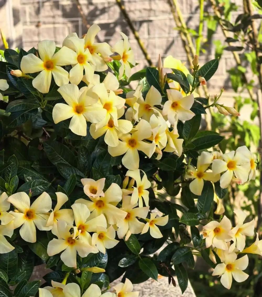 紅花藤