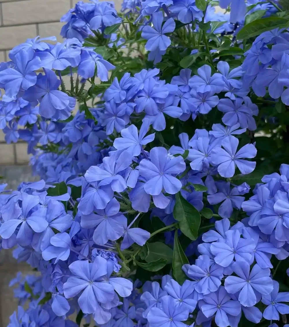 顏值高、開花期長
